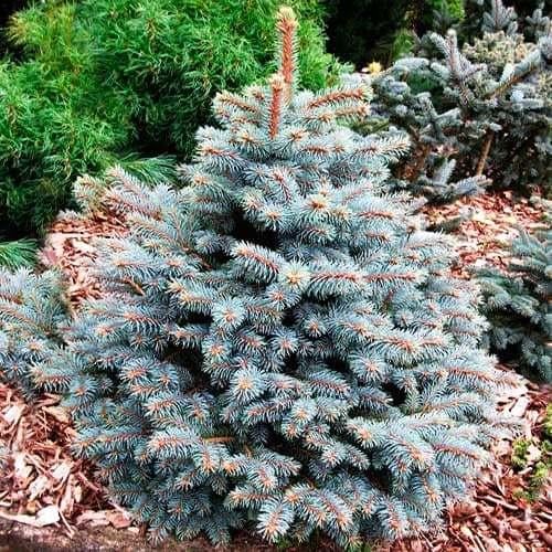 Саджанець ялини колючої Роял Блу Picea pungens 'Royal Blue' Р9 (1324933004) Саджанець ялини колючої Роял Блу Picea pungens 'Royal Blue' Р9 (1324933004)