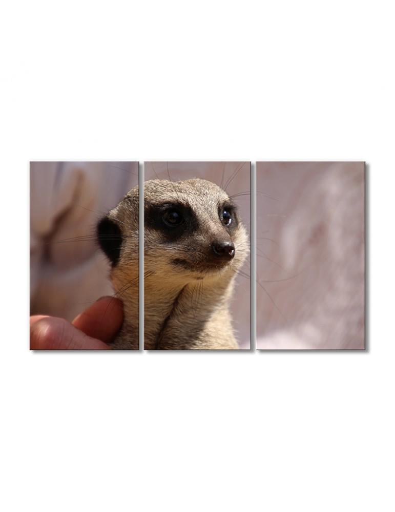 Картина модульная Сурикат 3 модуля 50x75 см