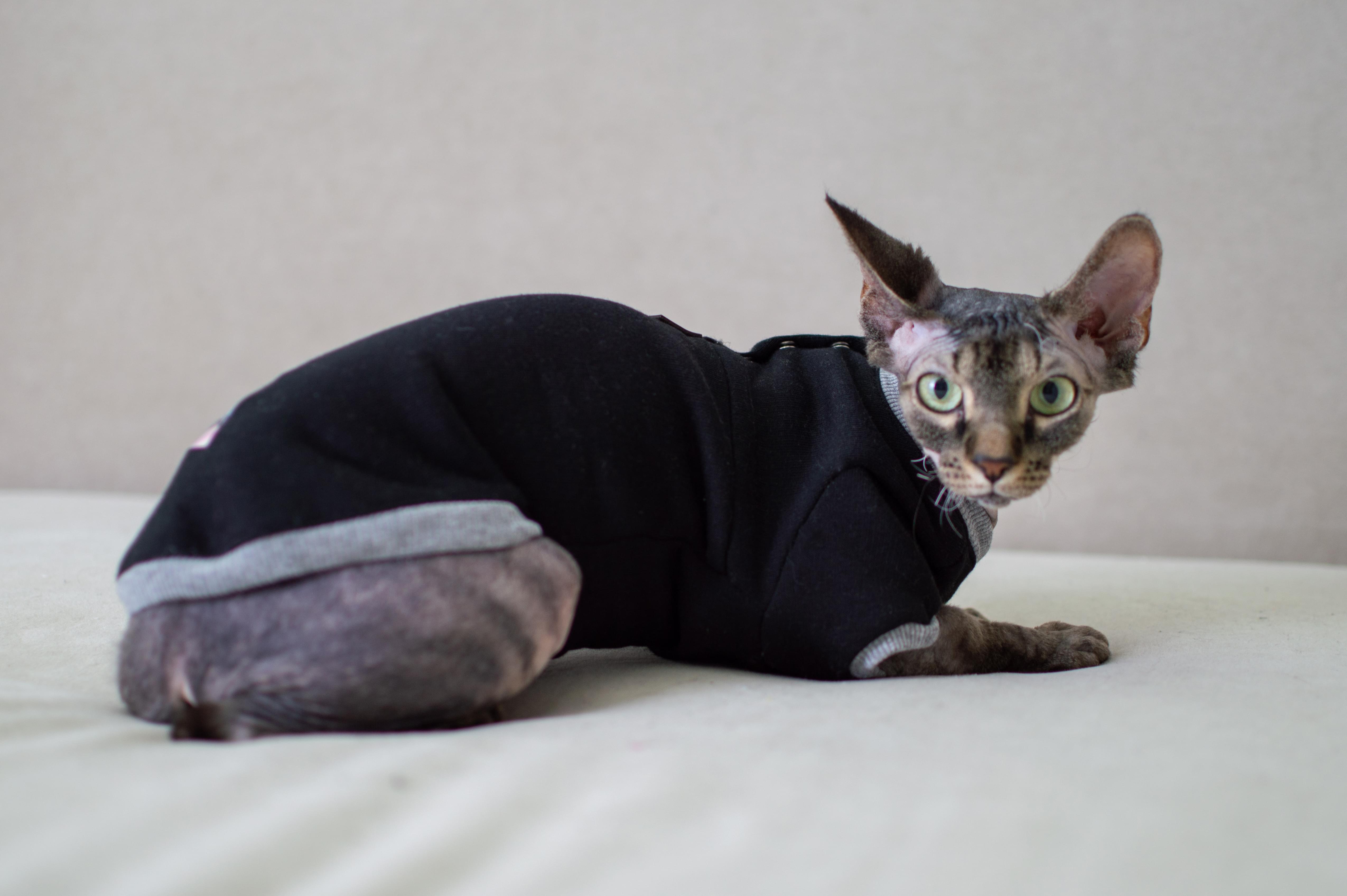 Кофта для котів з рукавами тепла Style Pets Tik Tok XL Black (419XL) - фото 3