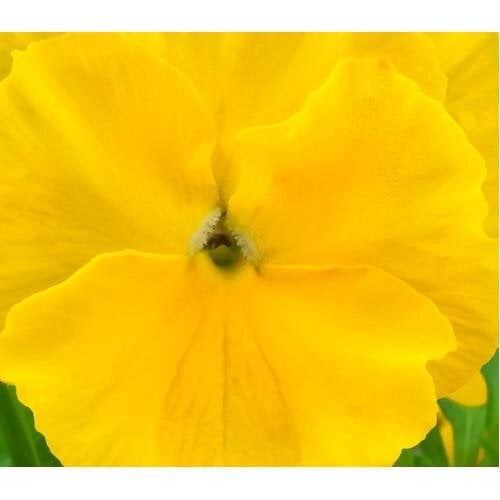 Семена цветов Виола Xtrada Pure Yellow Hem Genetics 50 шт. (BN09628-3)
