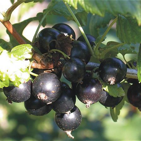 Саджанець чорної смородини Краса Львова середньо-пізня (644544653) - фото 2