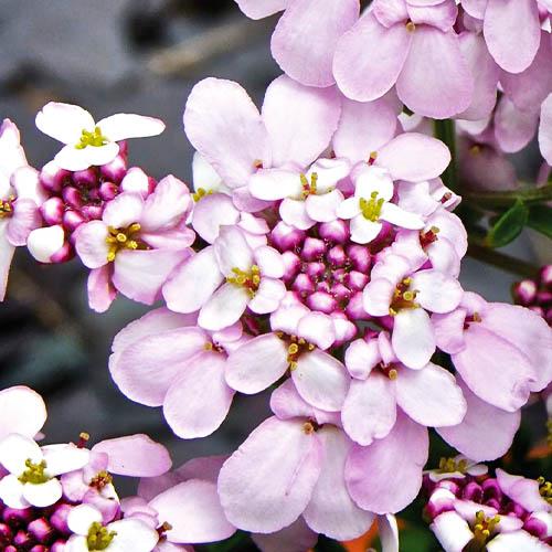 Иберис Florium Pink Ice (11410)