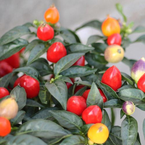 Семена Перець Florium гостре Вишневе свято (17059)