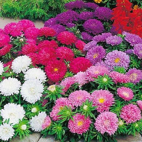 Насіння Астра Florium Бордюрні красуні (17431) Насіння Астра Florium Бордюрні красуні (17431)