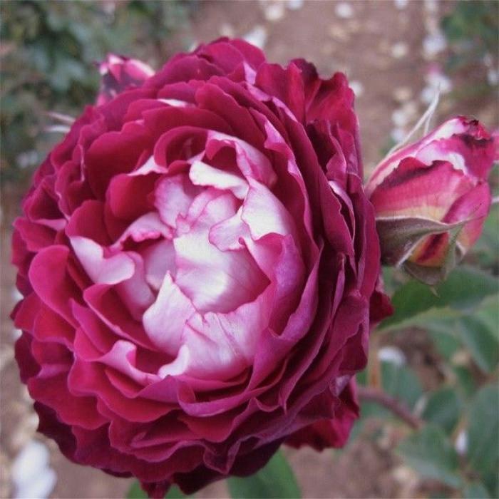 Роза Belle de Segosa Шраб (2669460597)