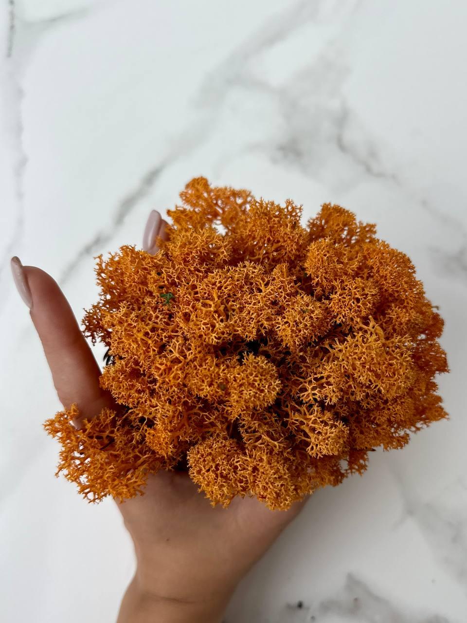 Стабилизированный мох Autumn (20698567) - фото 2 Стабилизированный мох Autumn (20698567) - фото 2