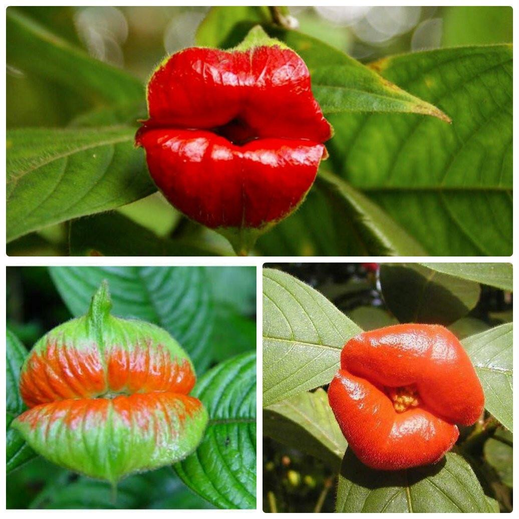 Насіння психотрію високе Psychotria elata квітка-губи 10 шт. - фото 4 Насіння психотрію високе Psychotria elata квітка-губи 10 шт. - фото 4