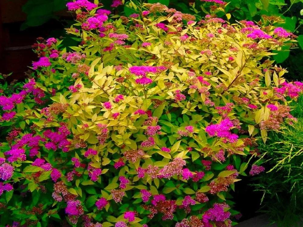 Спірея японська Golden Princess P9 (2-24) Спірея японська Golden Princess P9 (2-24)