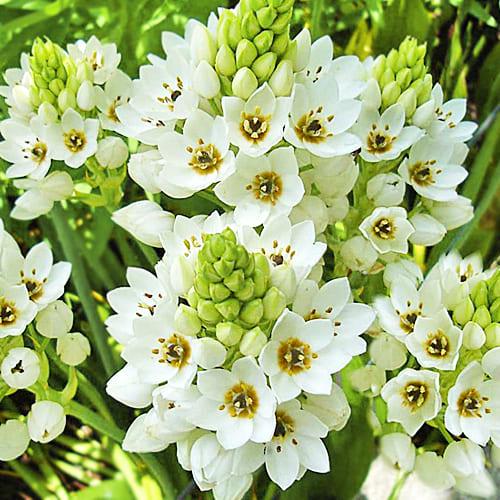 Орнитогалум Florium Mount Fuji (8796)