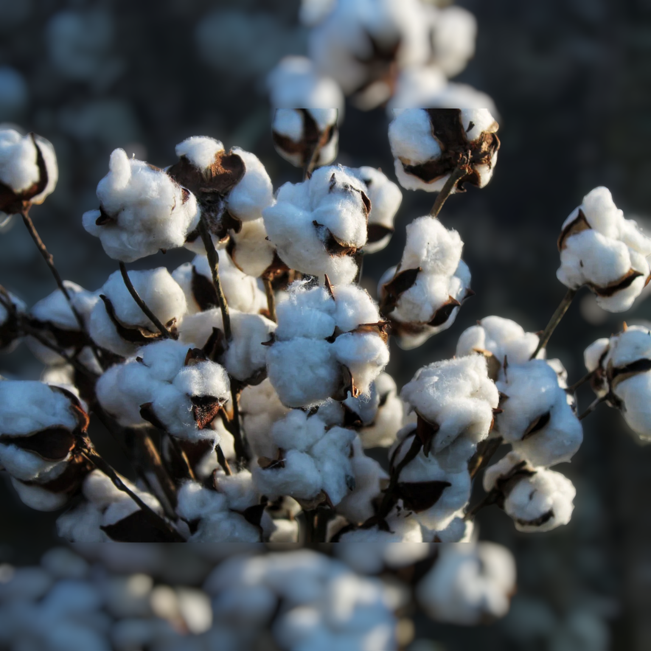 Семена Хлопчатник обыкновенный Gossypium hirsutum 5 шт. (2457757257) - фото 3 Семена Хлопчатник обыкновенный Gossypium hirsutum 5 шт. (2457757257) - фото 3