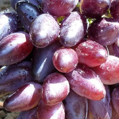 Сажанец Виноград Казанова сверхранний сладкий вес грозди до 2000 г (61660)