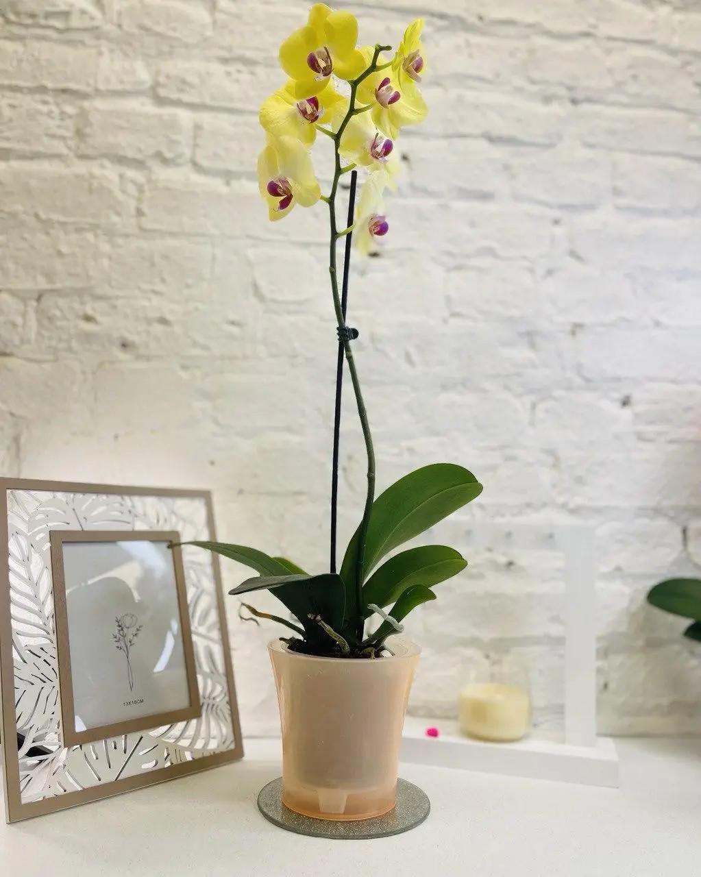 Горщик для орхідеї PlastDetal подвійний 1,2 л Прозорий/Помаранчевий (200016) - фото 2