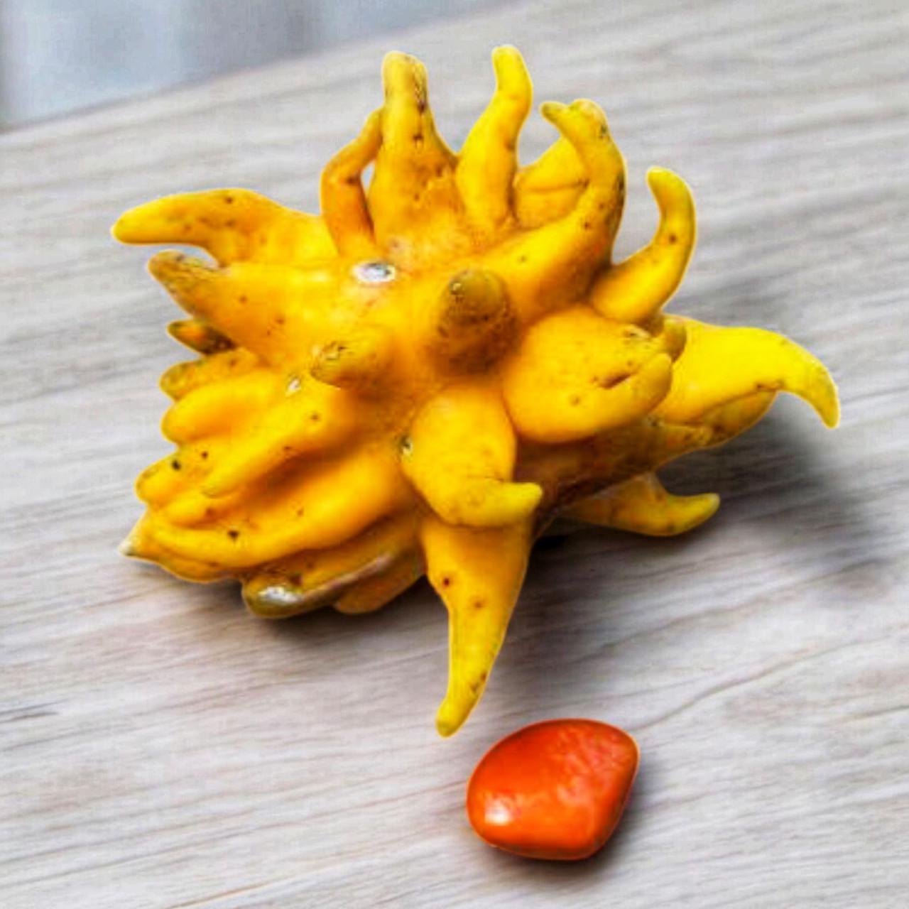 Семена Момордика спиноза 2 шт. (2525832106)