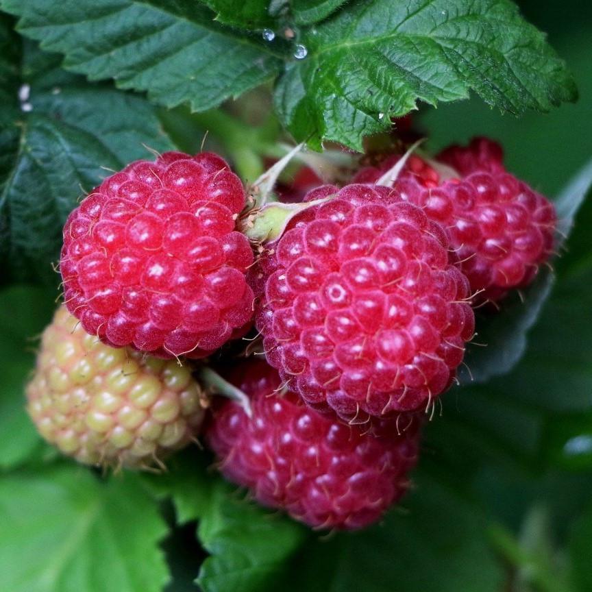 Саженец летней малины ранняя (1482951286)