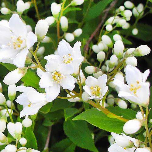 Дейция Florium Nikko (2745)