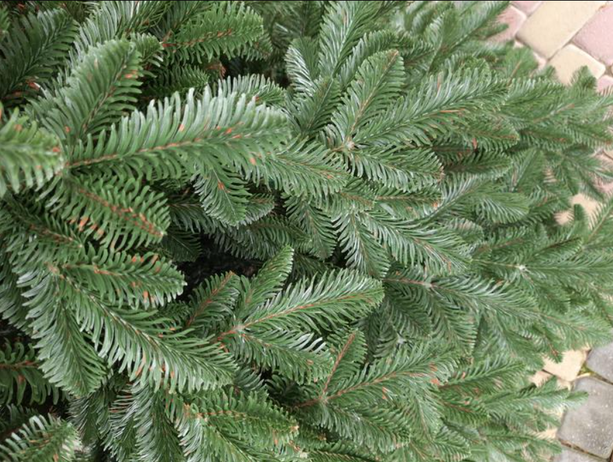 Штучна ялинка лита Канадська з підставкою 2,30 м Темно-зелений (NYT15306) - фото 3 Штучна ялинка лита Канадська з підставкою 2,30 м Темно-зелений (NYT15306) - фото 3