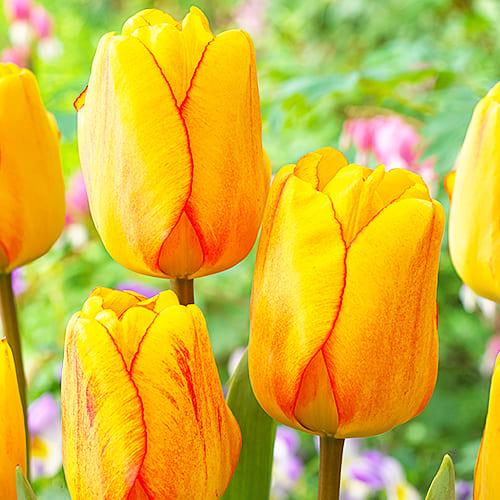 Тюльпан Florium Blushing Apeldoorn (15123) Тюльпан Florium Blushing Apeldoorn (15123)