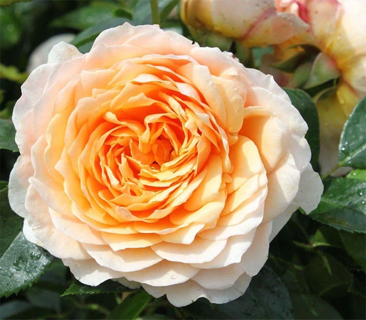 Троянда англійська Ginger Syllabub (40c020b29ca811e598d7001b7804db10)