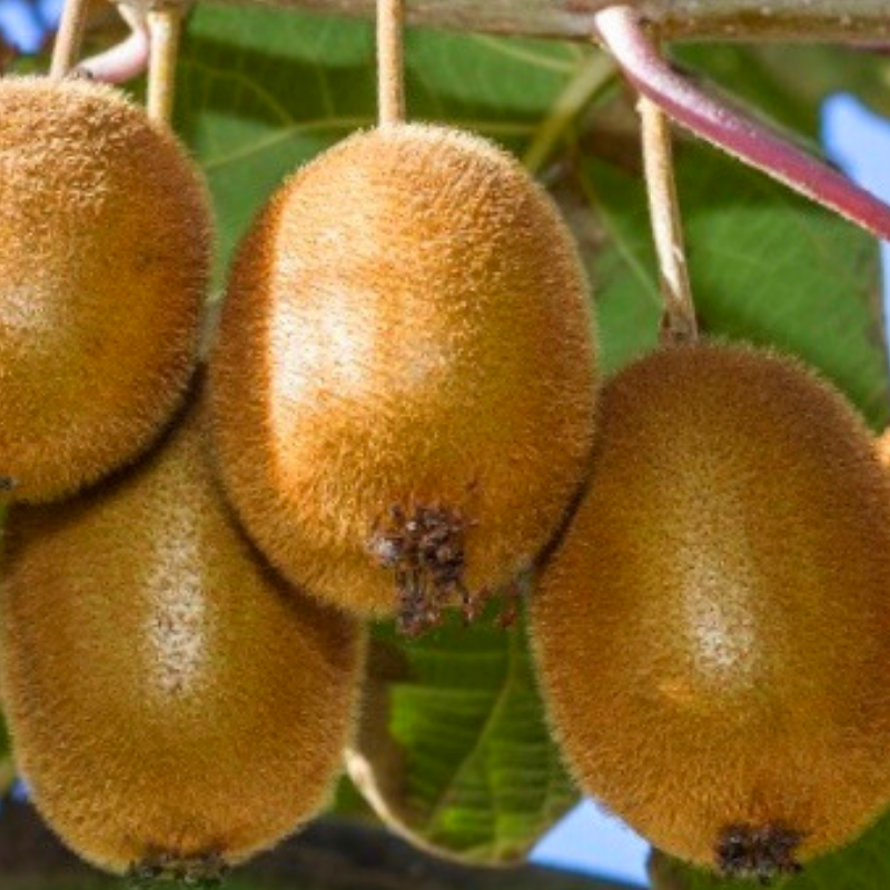 Саженец киви Крамер самоопыляющийся морозостойкий (1212695435) - фото 4