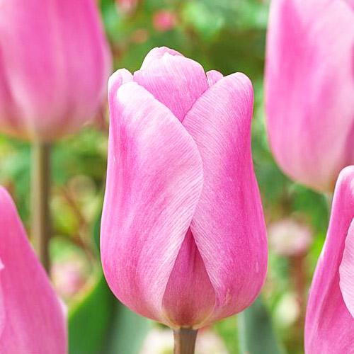 Тюльпан Florium Synaeda Amor (3310)