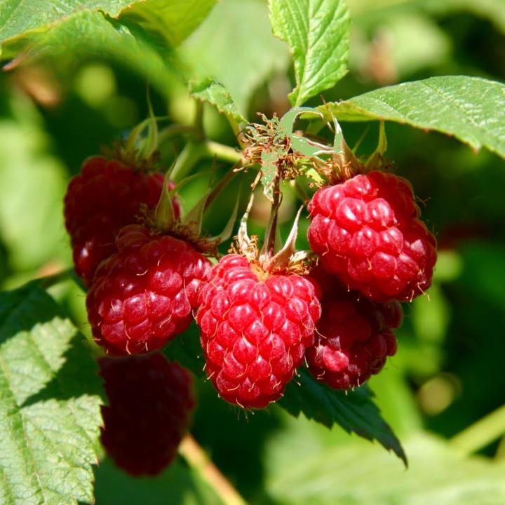 Саженец летней малины Лион средне-ранняя бесколючковая (1483008139)