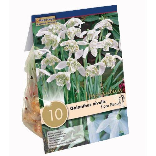 Подснежник Florium KAPITEYN Flore Pleno (15369)