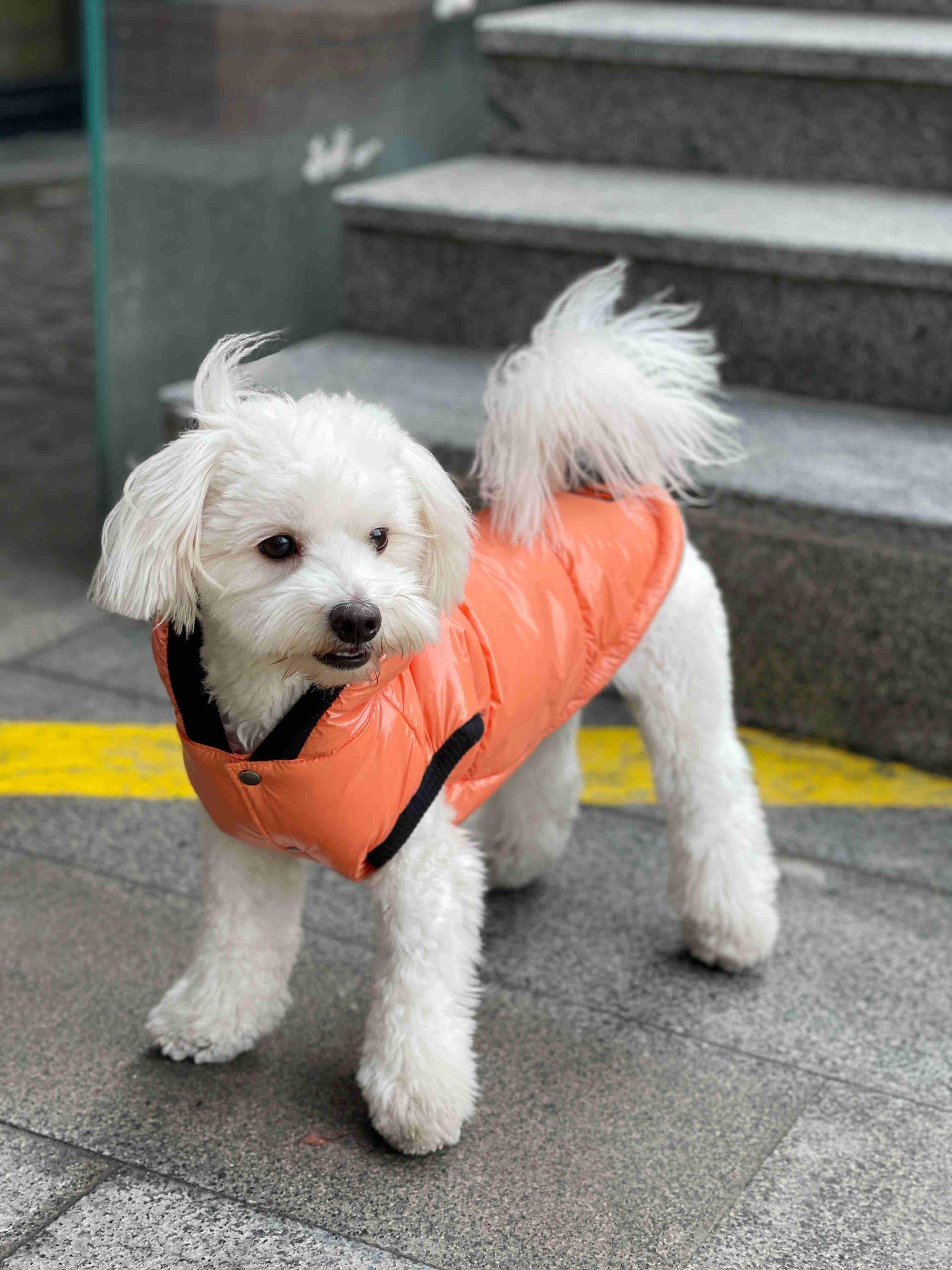 Жилет для собак G-63 лакований р. 2 Помаранчевий (70579324)