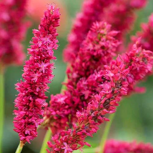 Персикария Florium Fat Domino (22327)