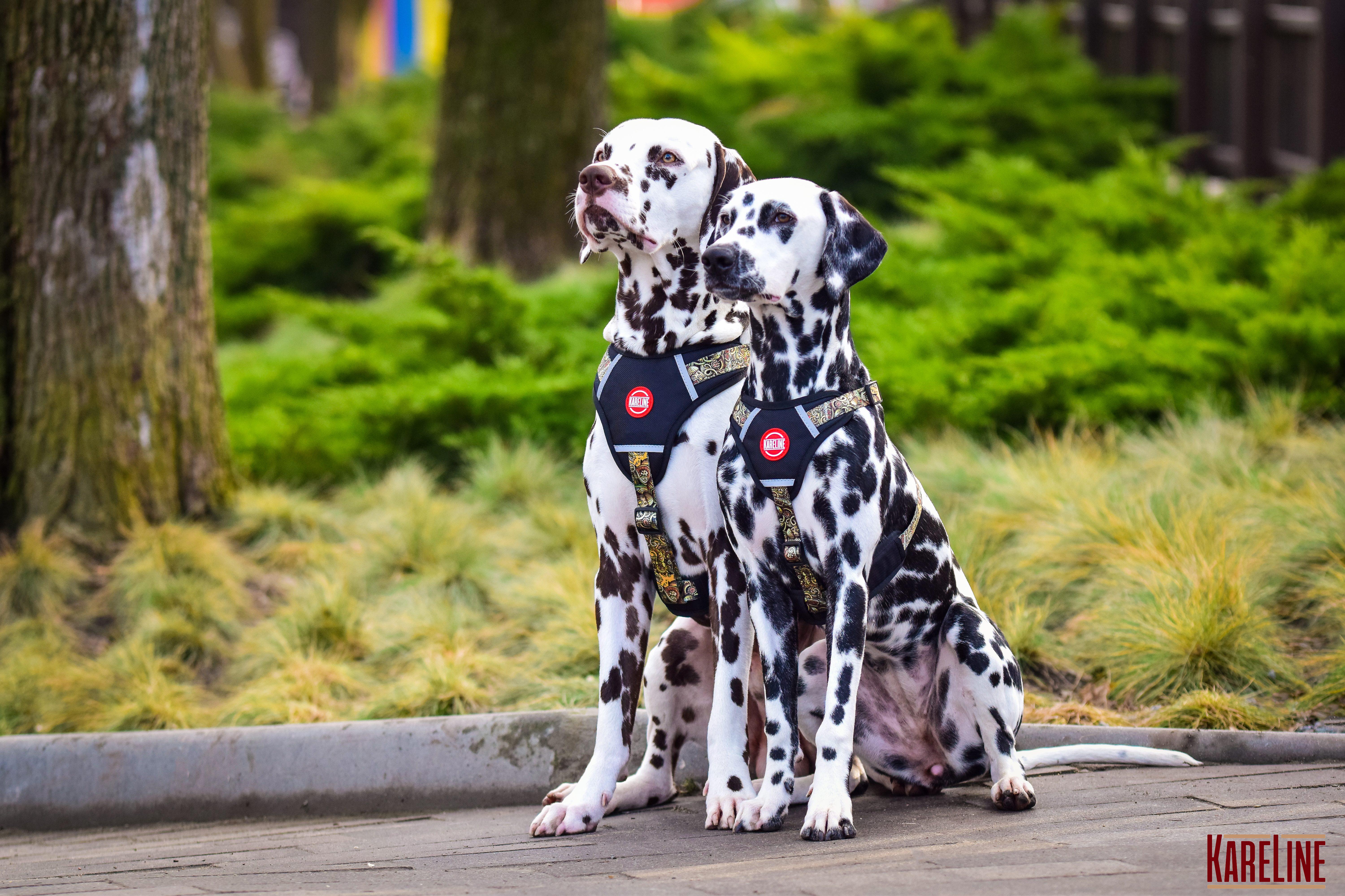 Шлея KareLine AFRIKA из нейлона с узором логотипом и пластиковой пряжкой 10 мм А 220-300 мм В 280-380 мм (0880/11) - фото 7 Шлея KareLine AFRIKA из нейлона с узором логотипом и пластиковой пряжкой 10 мм А 220-300 мм В 280-380 мм (0880/11) - фото 7