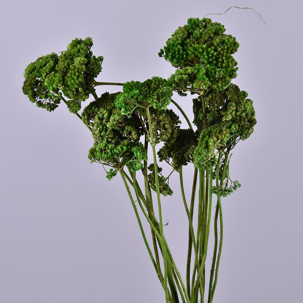 Сухоцвет Achillea Зеленый (3414-2)