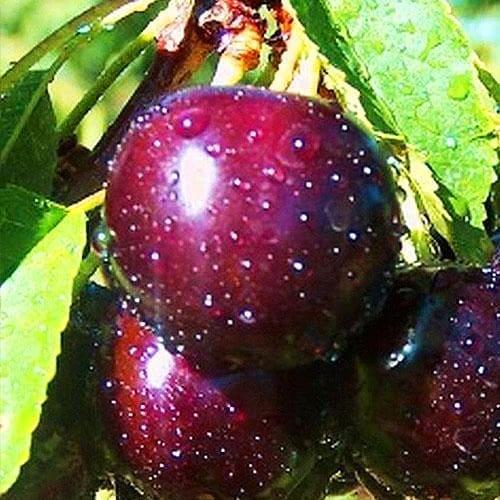 Саджанець Вишня Лутівка (43992)