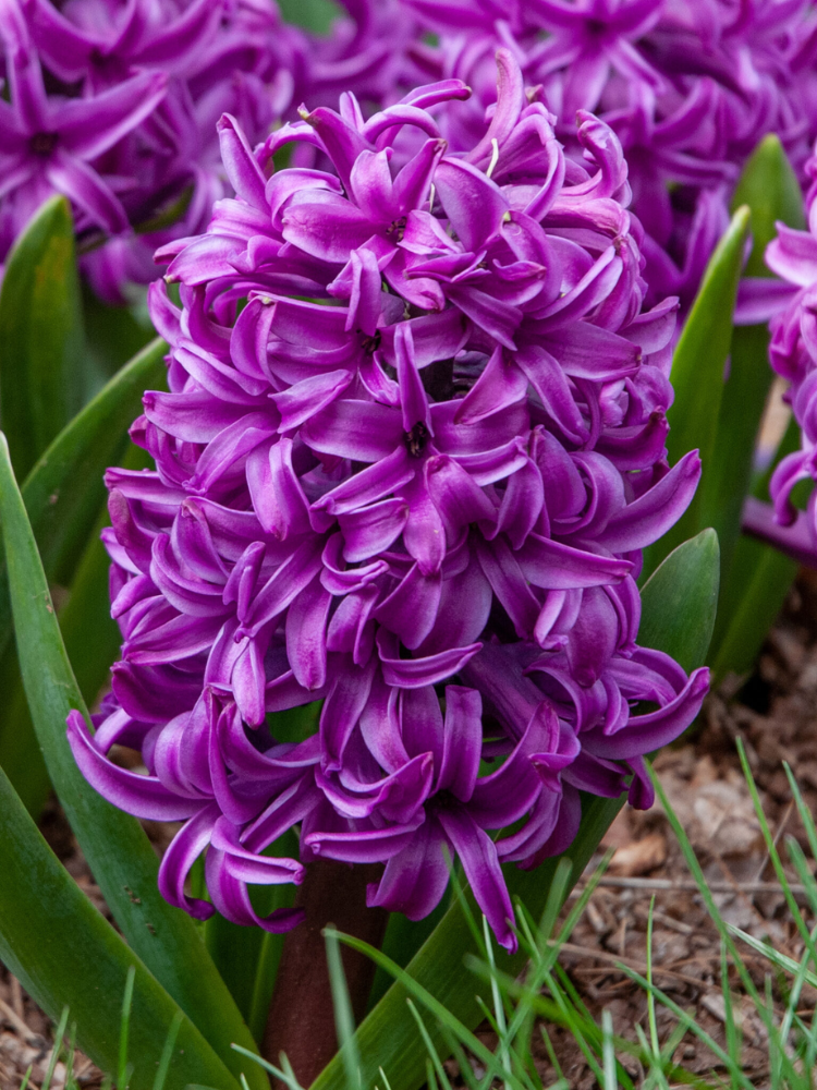 Луковицы цветов Гіацинт Purple Sensation 2 шт. (7494)