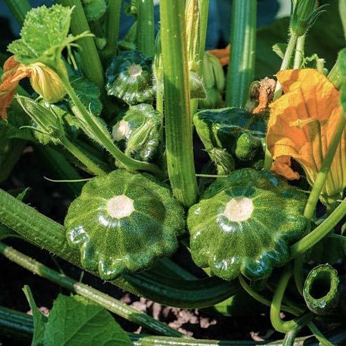 Семена Патіссон Florium Старшип F1 (10049) - фото 2 Семена Патіссон Florium Старшип F1 (10049) - фото 2