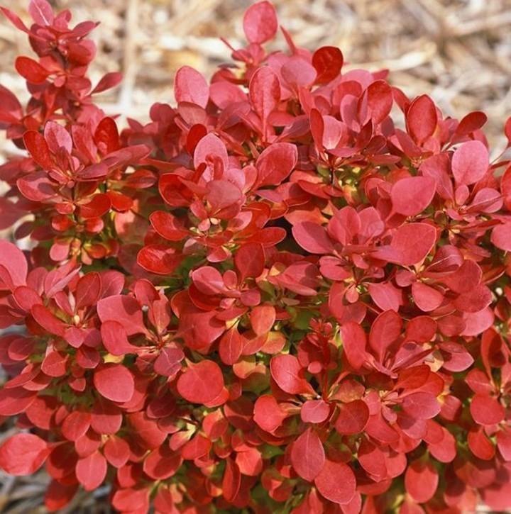 Саженец барбариса Тунберга Lutin Rouge Р9 (1212274269) - фото 3 Саженец барбариса Тунберга Lutin Rouge Р9 (1212274269) - фото 3