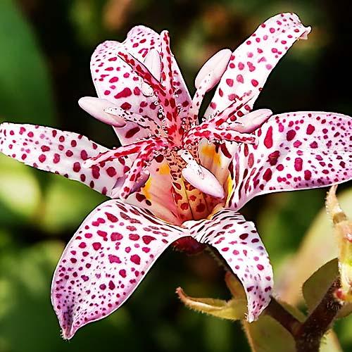 Трициртис Florium Hirta (10039)