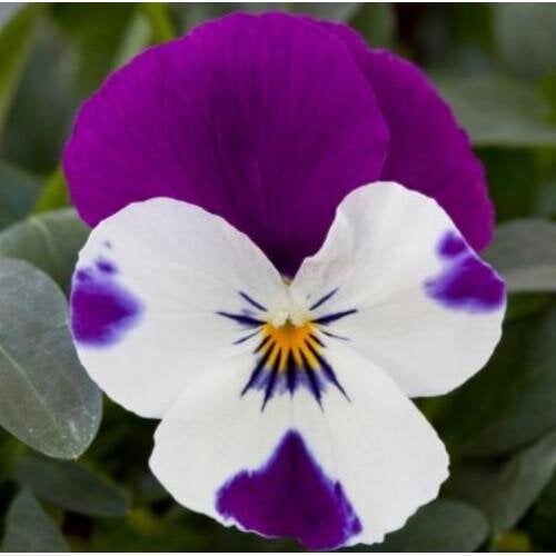 Семена цветов Виола ампельная Freefall Purple & White Floranova 10 шт. (BN08018-4)