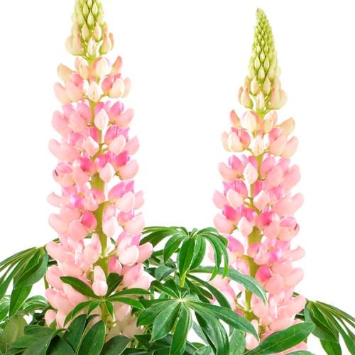 Семена цветов Люпин Lupini Pink Shades (BN13165) Семена цветов Люпин Lupini Pink Shades (BN13165)