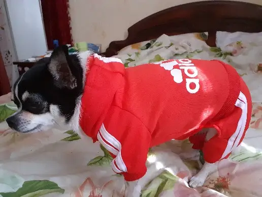 Костюм спортивный для собак с надписью "Adidog" M Красный (1912712899) - фото 4 Костюм спортивный для собак с надписью "Adidog" M Красный (1912712899) - фото 4