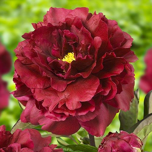 Пион Florium Black Beauty (4006)