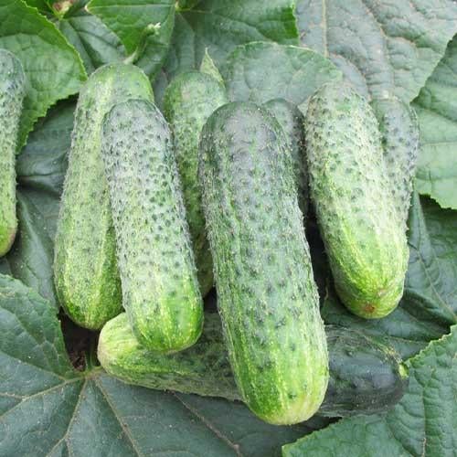 Семена Огірок Florium Джустіна F1 (4923)