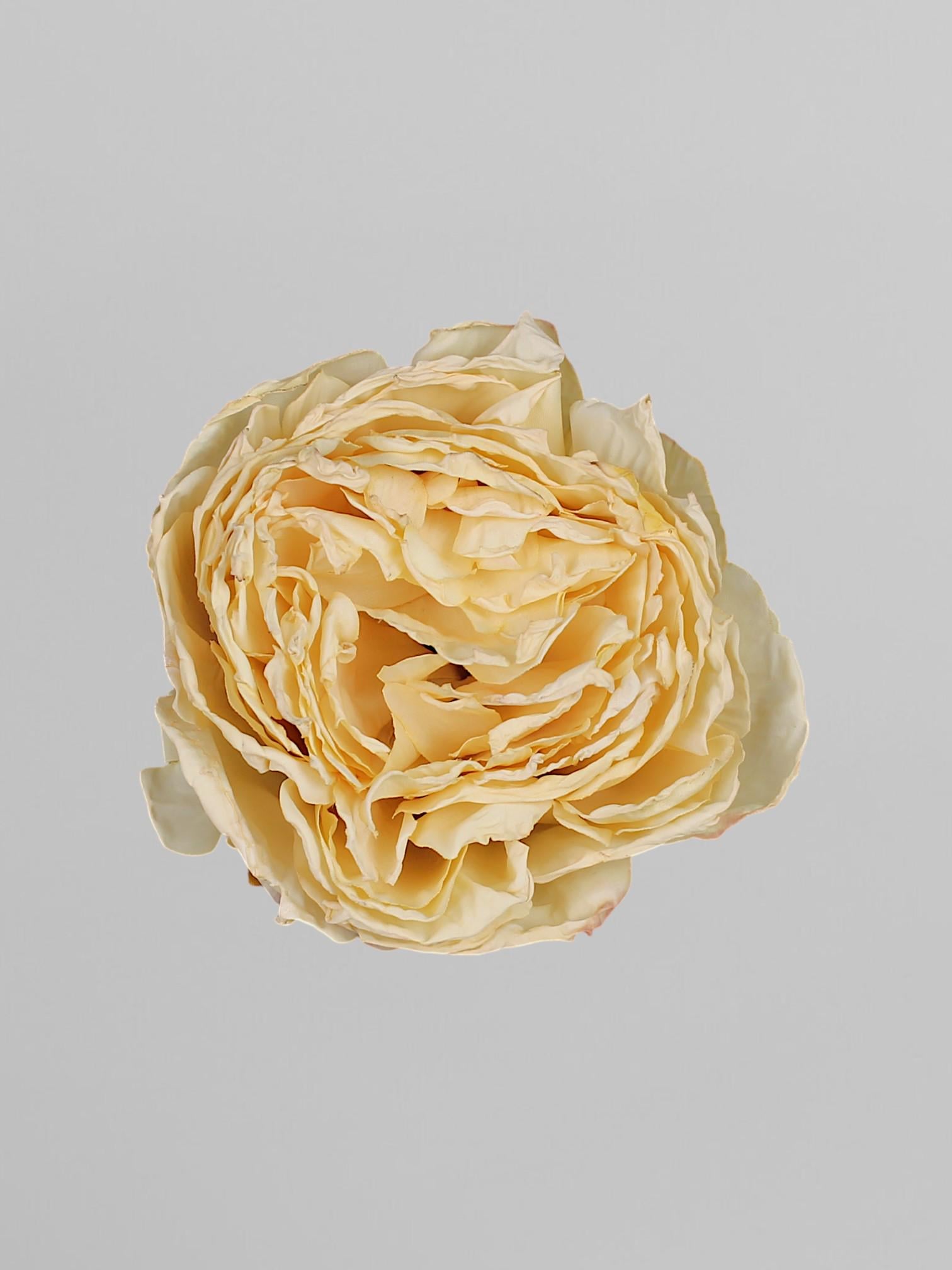 Искусственная головка пиона 10 см Светло-бежевый (К05053)