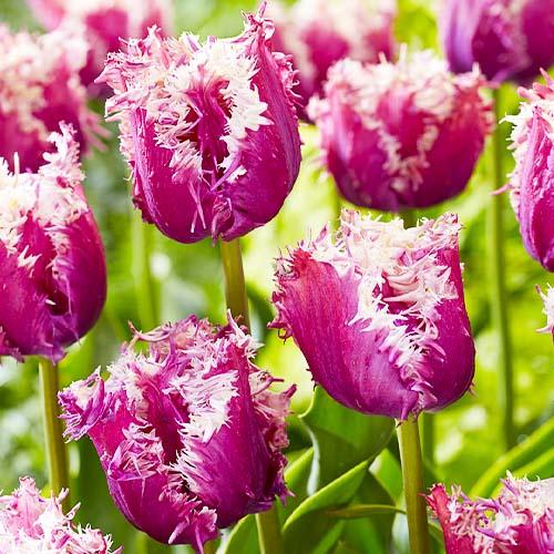 Тюльпан Florium Crunchy Cummins (17902)