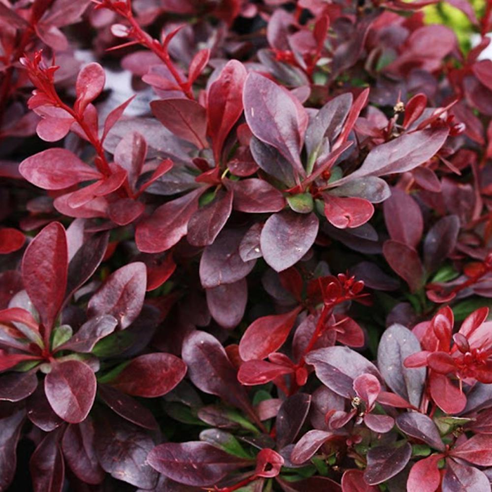 Саженец Барбариса (14964999)