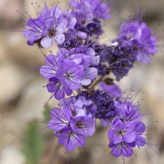 Семена Фацелия сидерат медонос 5 кг (1892390715) - фото 2 Семена Фацелия сидерат медонос 5 кг (1892390715) - фото 2