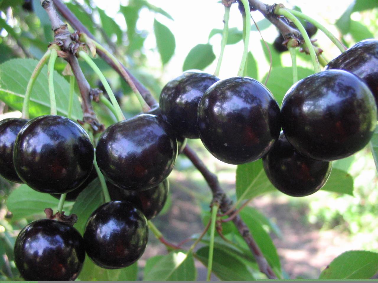 Саджанець Вишні Шоколадниця Середньоспілий сорт (2073099812)