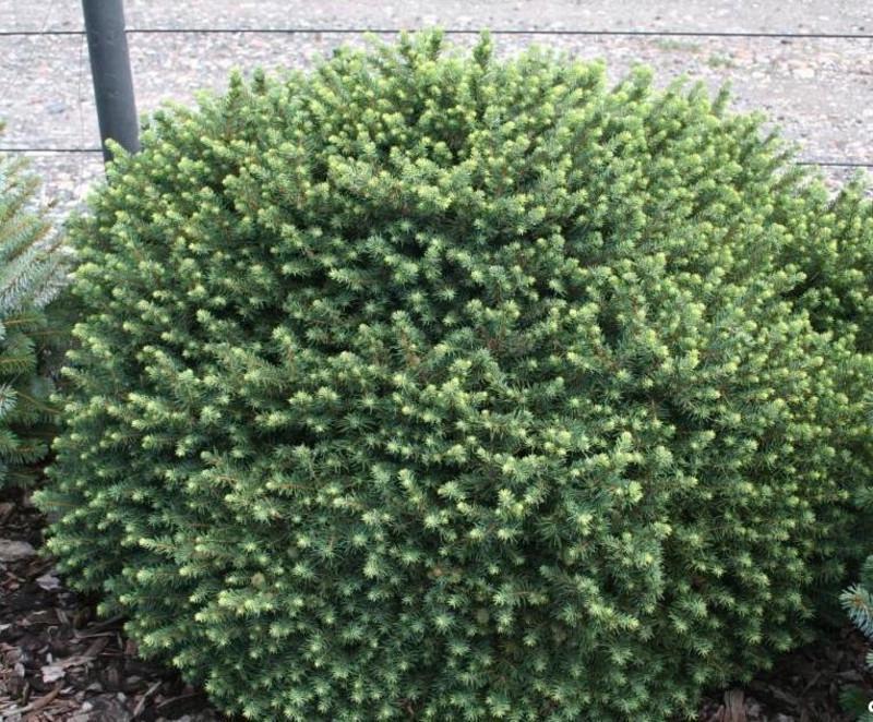 Ялина сербська Керел С2 (2669484287) - фото 3 Ялина сербська Керел С2 (2669484287) - фото 3