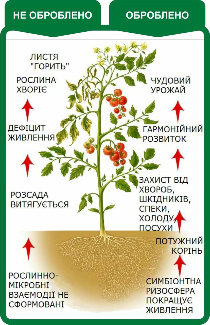 Стимулятор росту для насіння та саджанців Вимпел-2 10 мл - фото 2