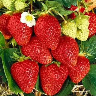 Саженец клубники Jack средняя сочная (1728908046)