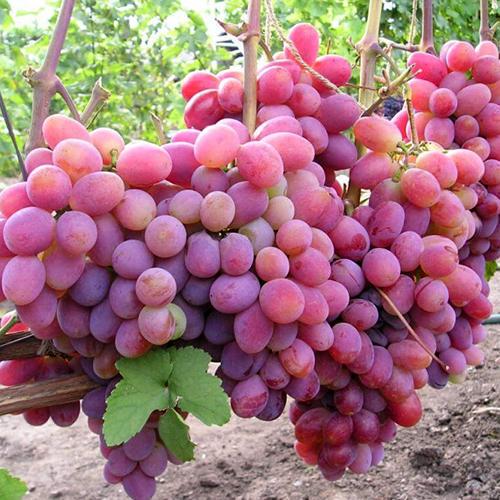 Саженцы винограда Памяти Хирурга черенкованный 2-летний (6892)