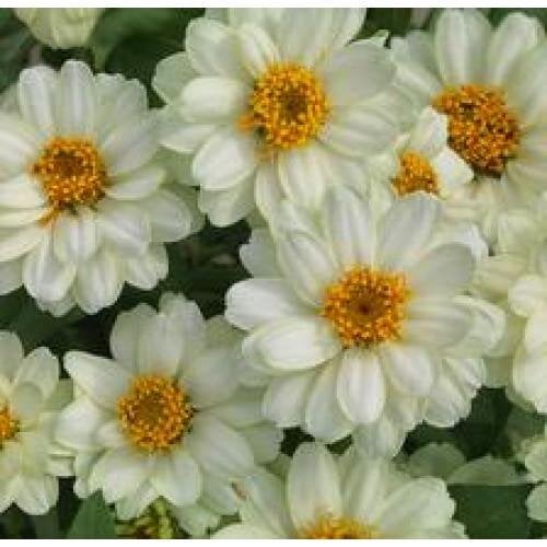 Семена цветов PanAmerican Циния Profusion Double 50 шт. White (BN06960-3)
